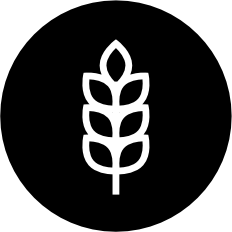 Gluten
